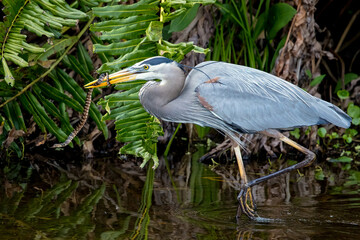 Great Blue Heron and the snake (Ardea herodias)