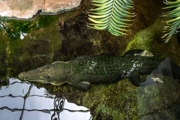 Saltwater crocodile (Crocodylus porosus)