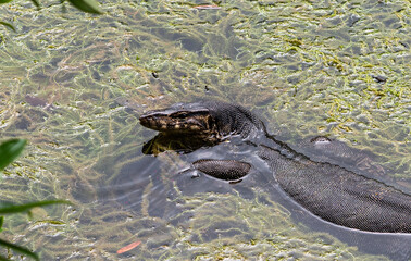 Big water monitor lizard in water southeast asia malaysia