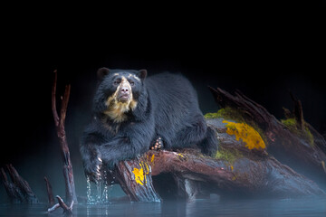 South american Spectacled bear (Tremarctos ornatus) sitting on wooden dais in selective focus. 