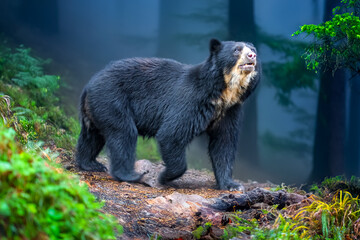 South american Spectacled bear (Tremarctos ornatus) sitting on wooden dais in selective focus. 