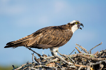 Osprey in the nest (Pandion haliaetus)