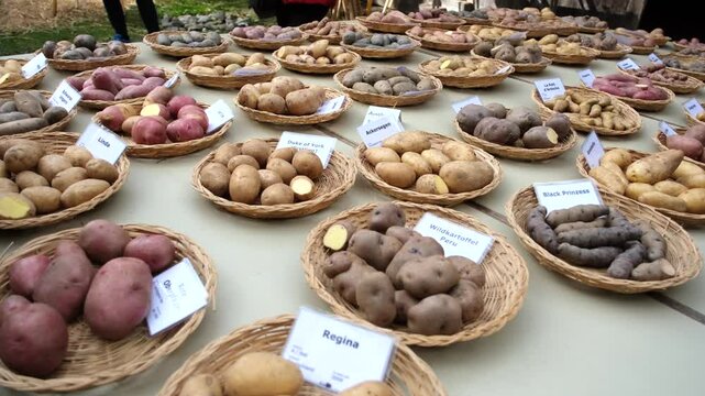 An array of potato varieties is beautifully arranged on plates, each accompanied by a nametag, showcasing the diversity and unique characteristics of these potatoes.