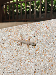 A lizard is on a wall made of rocks