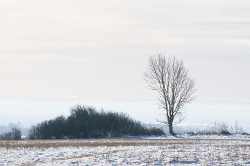 Bare trees in a winter landscape