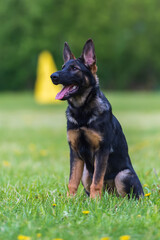 German Shepherd puppy on the green grass in a summer or spring day