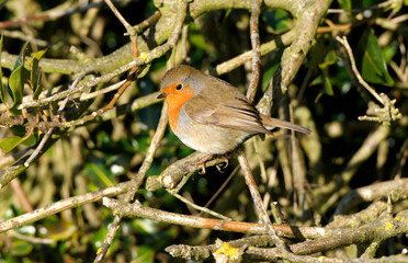 Solitary red breasted Robin perched on a branch