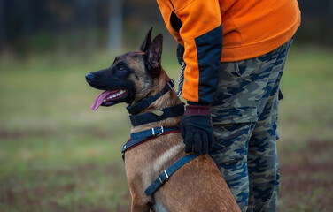 Belgian Shepherd Malinois on a leash in the park during training