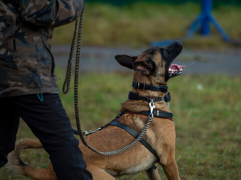 Belgian shepherd malinois dog is training in the park. Selective focus.