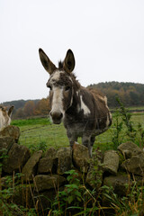 A donkey is standing in front of a stone wall