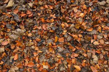 A pile of leaves with some brown and some green leaves