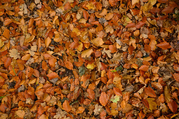 A pile of autumn leaves on the ground