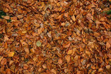 A pile of autumn leaves on the ground