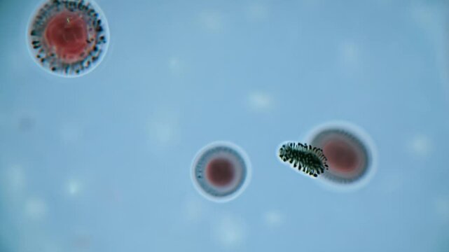 Plasmodium falciparum parasite navigating through blood cells