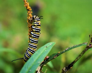 caterpillar on leaf