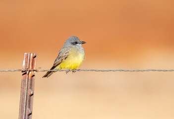 Cassin's kingbird gorgeous colors and background