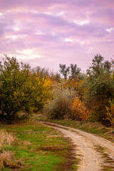 Obraz premium A path through trees and bushes with green, yellow and orange foliage, against the backdrop of a bright pink dawn sky