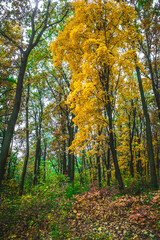 a meadow strewn with bright leaves in an autumn forest, with yellow, orange and green leaves. Autumn atmosphere