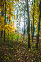 Fototapeta premium a meadow strewn with bright leaves in an autumn forest, with yellow, orange and green leaves. Autumn atmosphere