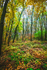 Fototapeta premium a meadow strewn with bright leaves in an autumn forest, with yellow, orange and green leaves. Autumn atmosphere