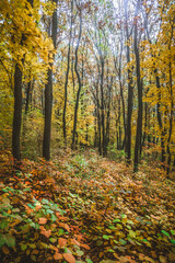 a meadow strewn with bright leaves in an autumn forest, with yellow, orange and green leaves. Autumn atmosphere