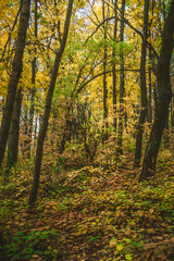 a meadow strewn with bright leaves in an autumn forest, with yellow, orange and green leaves. Autumn atmosphere