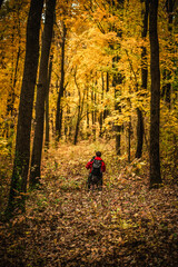 Obraz premium man in red jacket kneeling in brightly leaf strewn clearing in autumn forest with yellow, orange and green leaves. Autumn atmosphere