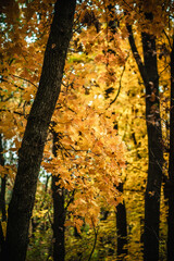a meadow strewn with bright leaves in an autumn forest, with yellow, orange and green leaves. Autumn atmosphere