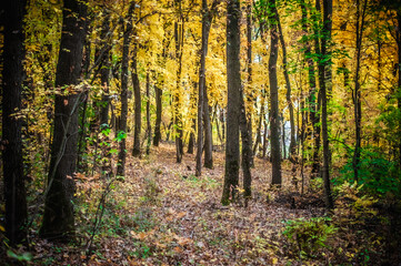 a meadow strewn with bright leaves in an autumn forest, with yellow, orange and green leaves. Autumn atmosphere