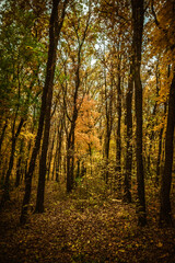 Fototapeta premium a meadow strewn with bright leaves in an autumn forest, with yellow, orange and green leaves. Autumn atmosphere