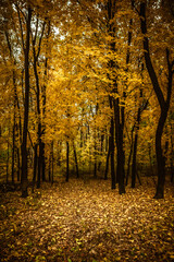 a meadow strewn with bright leaves in an autumn forest, with yellow, orange and green leaves. Autumn atmosphere