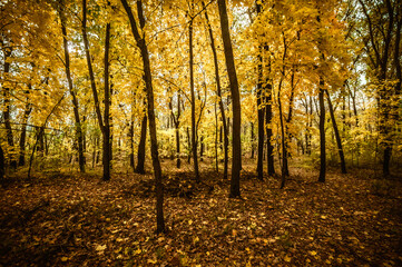 a meadow strewn with bright leaves in an autumn forest, with yellow, orange and green leaves. Autumn atmosphere
