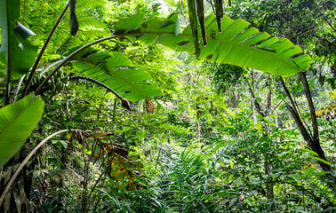 Tropical plants flowers southeast asia jungle lush green rich
