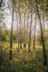 a clearing in a forest strewn with dry leaves, with trees growing on it, against a background of green bushes and a white cloudy sky
