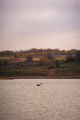 a lake with a white swan swimming on it, against the backdrop of green hills and a cloudy sky