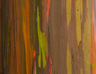 Rainbow eucalyptus