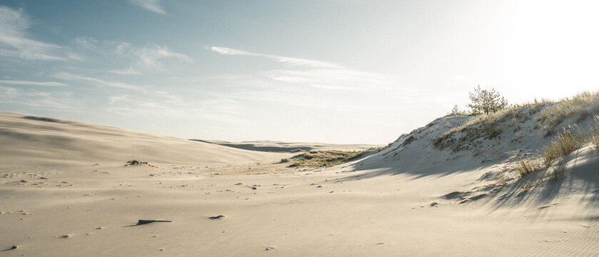 There is a beautiful sand dune that features a tree perched atop it