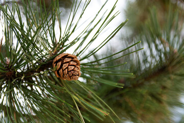 Pine tree branches with a cone and needles in the forest. Beautiful natural background, close-up with selective focus