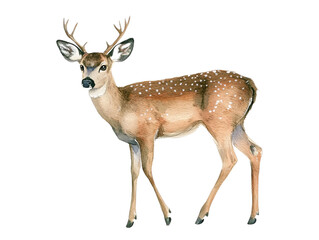 Fototapeta premium deer isolated on white background, transparent png cutout