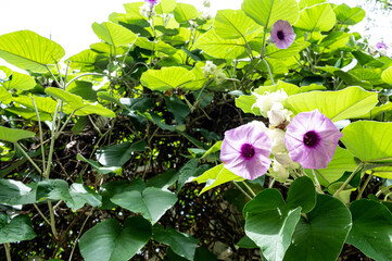 Tropical plants flowers southeast asia jungle lush green rich