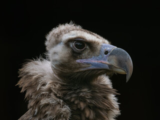 Brown vulture in head detail with black background.
