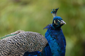 Obraz premium Detail of the head of a male peacock. 