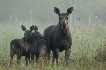  Łoś (Alces alces) moose  © Bartosz Rakoczy