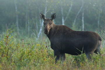  Łoś (Alces alces) moose  © Bartosz Rakoczy