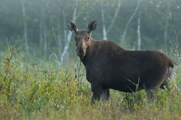  Łoś (Alces alces) moose  © Bartosz Rakoczy