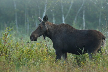  Łoś (Alces alces) moose  © Bartosz Rakoczy