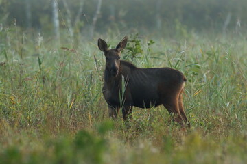  Łoś (Alces alces) moose
