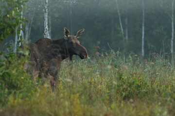  Łoś (Alces alces) moose  © Bartosz Rakoczy