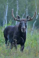  Łoś (Alces alces) moose  © Bartosz Rakoczy