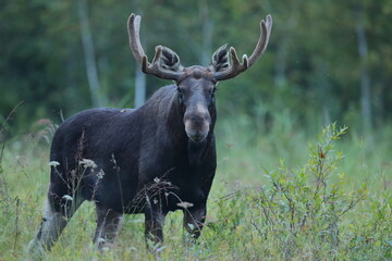  Łoś (Alces alces) moose  © Bartosz Rakoczy